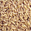Whole Grains for Health